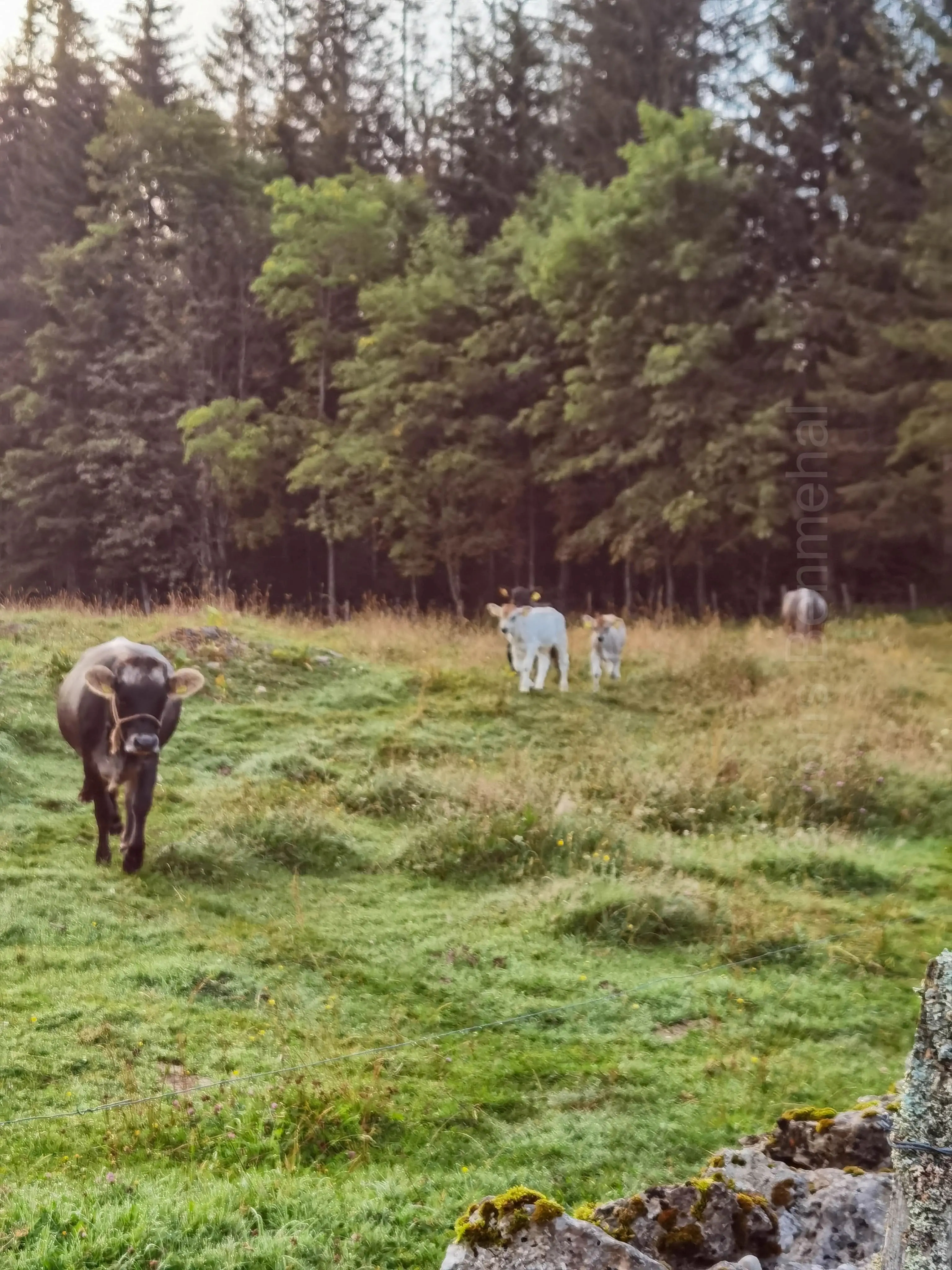 Vaches suisses dans un champ matinal, perles de rosée scintillantes sur l'herbe.