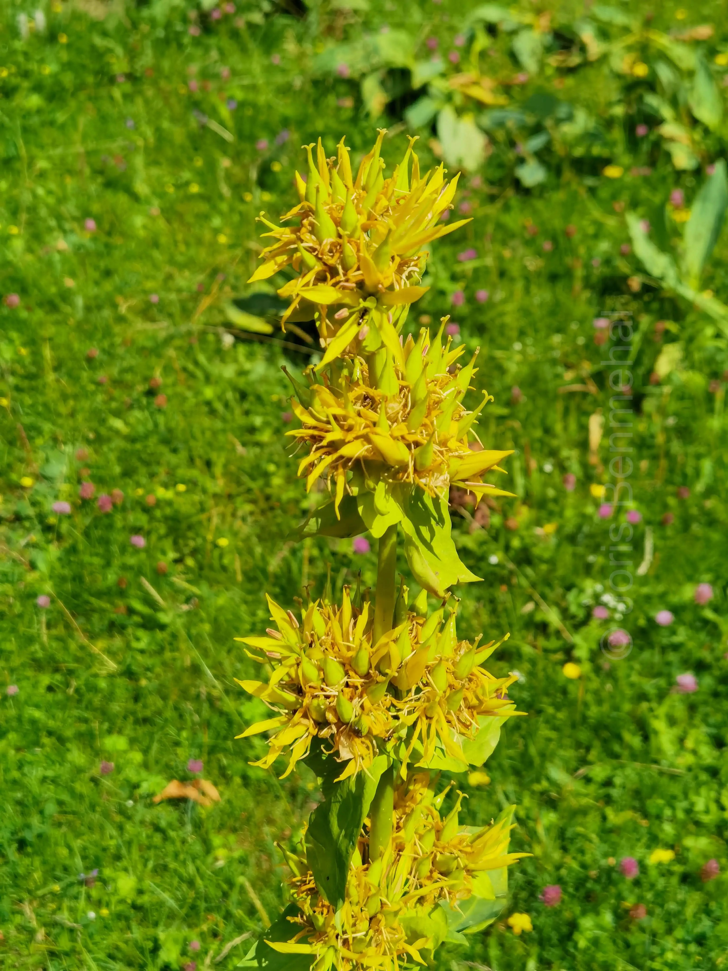 Fleur de gentiane épanouie dans son habitat naturel.