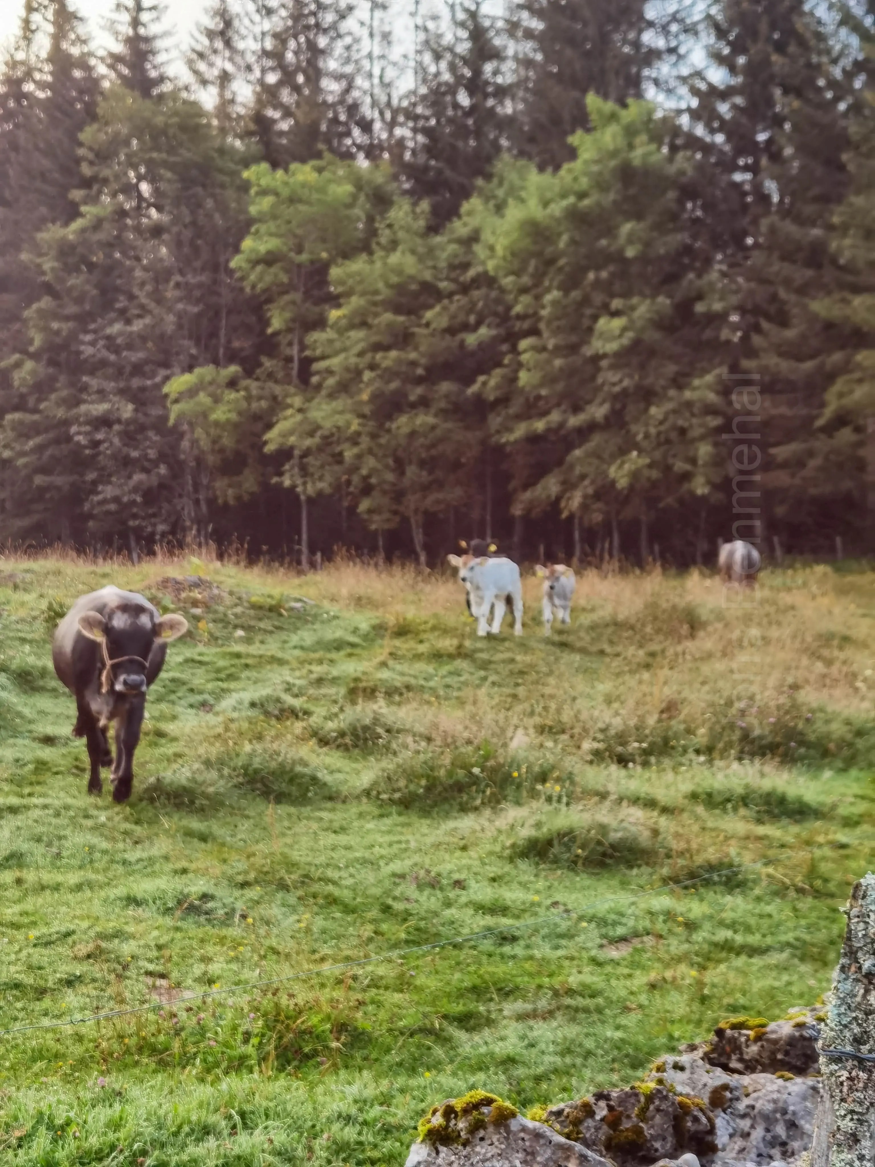 Vaches suisses dans un champ matinal, perles de rosée scintillantes sur l'herbe.