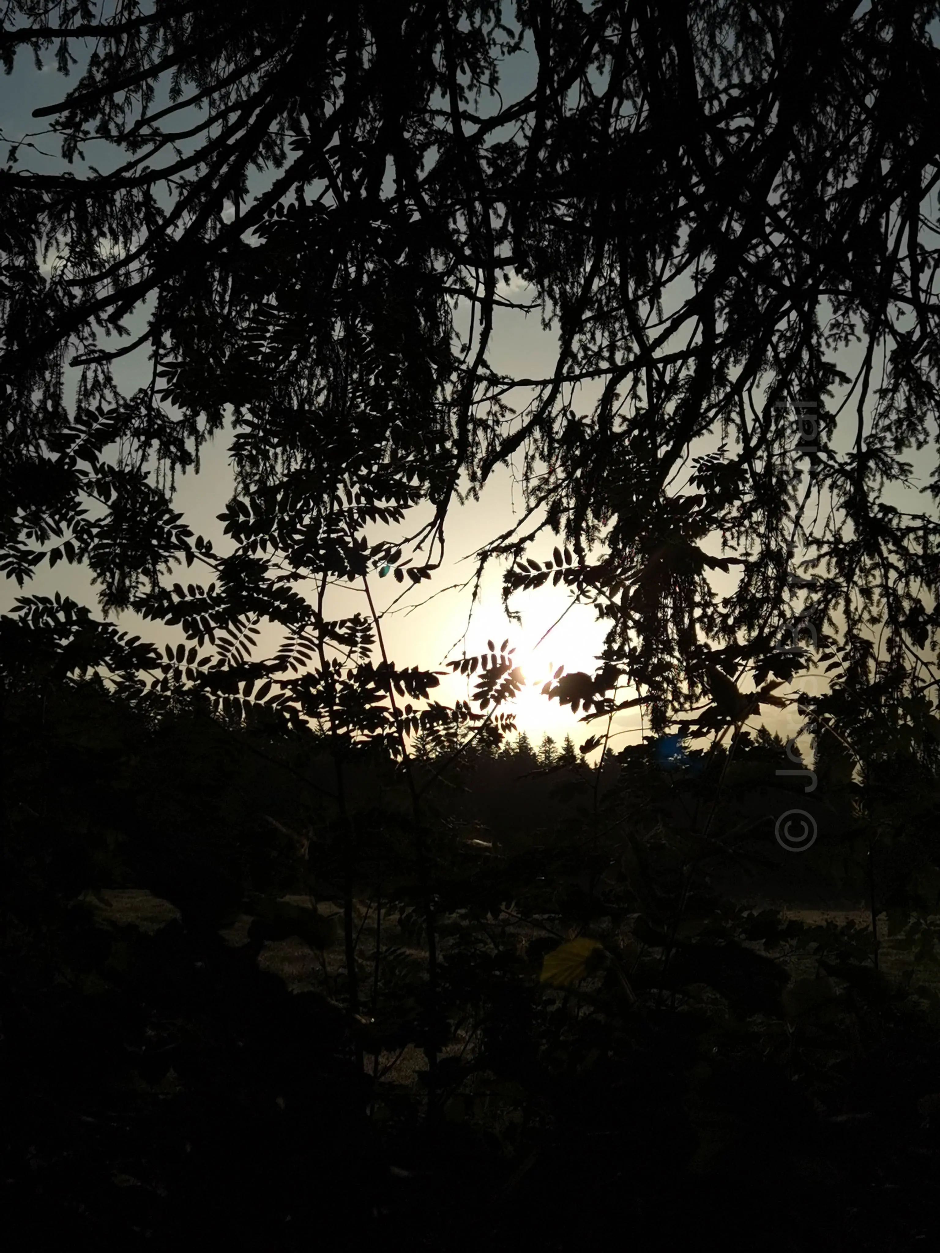 Lever de soleil filtrant à travers les branches dans une forêt.